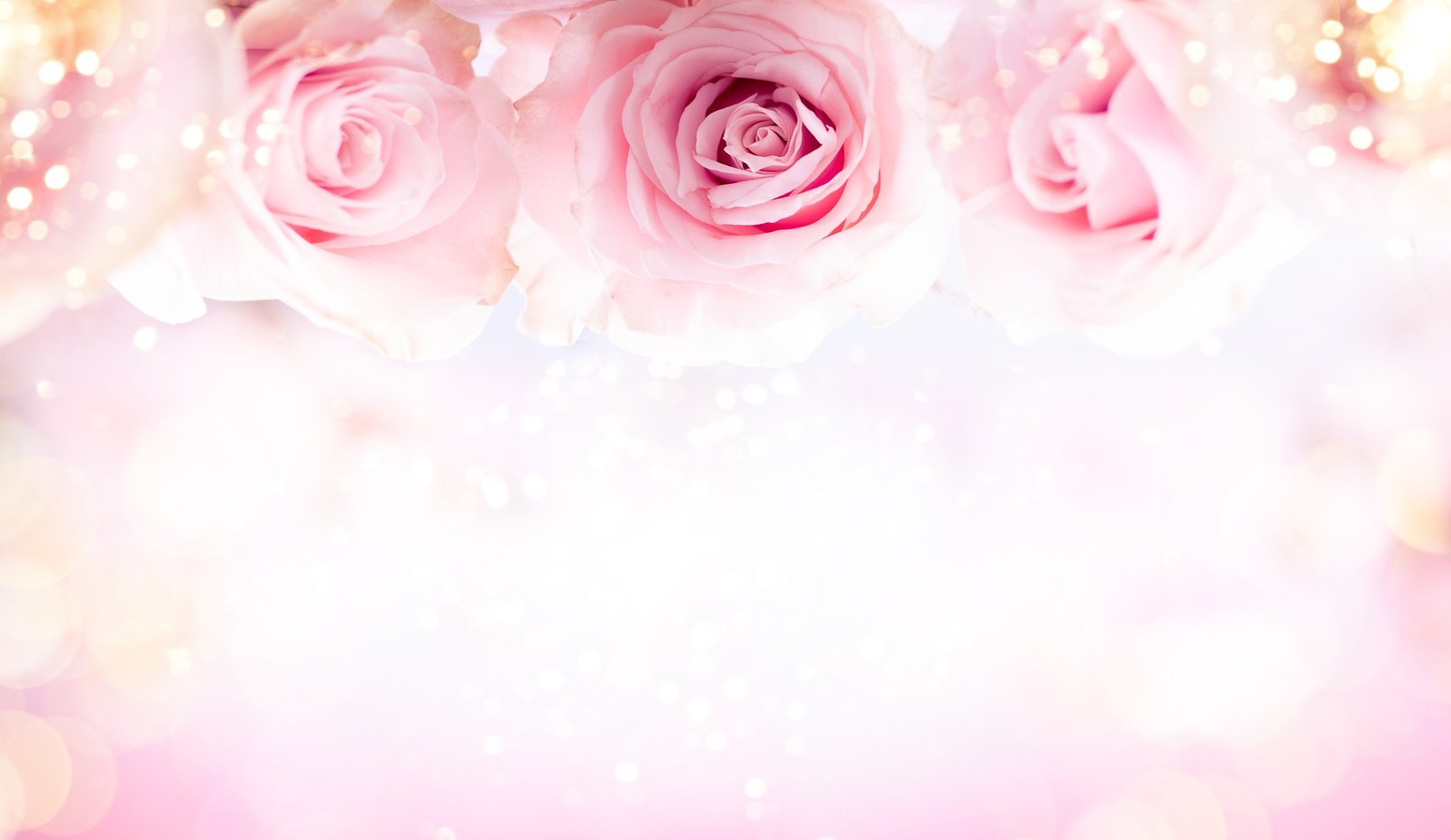 pink roses
